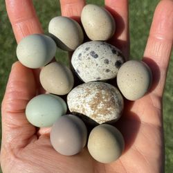 Coturnix Quail Eggs