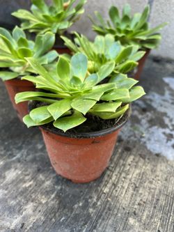 Succulent