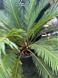 Sago Palm