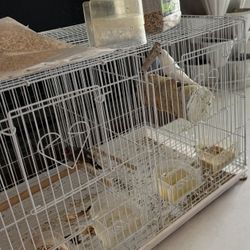 Bird Cage With Birds 
