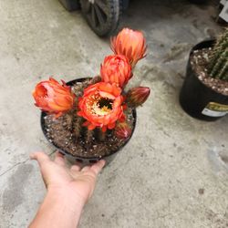 Cactus