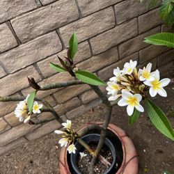 Plumeria Tree