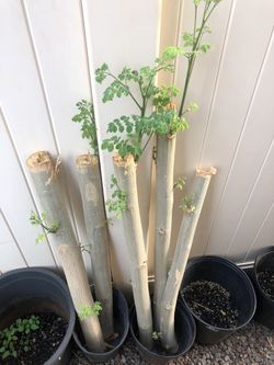 Kalamungay (muringa) plant
