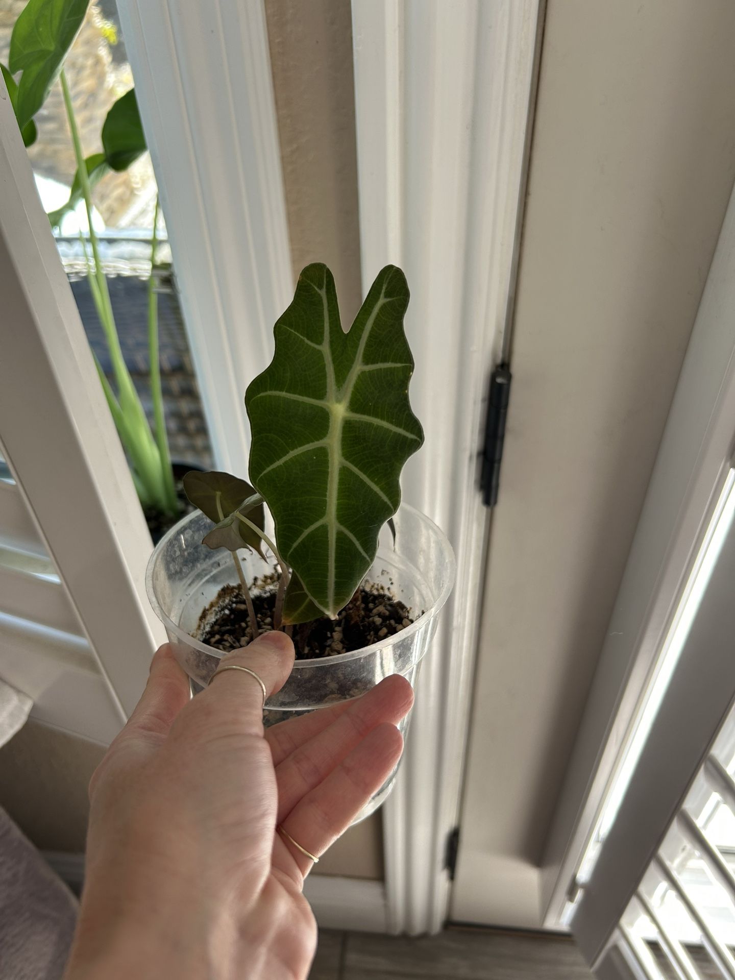 Alocasia
