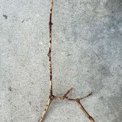  Real Wood Bird Perch 