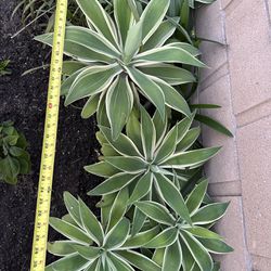 Agave Attenuata - Ray of Light