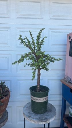 43 inches tall Jade Plant Tree Form