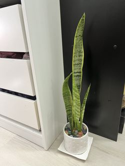 Homegrown Organic Green Snake plant In White Ceramic Pot 