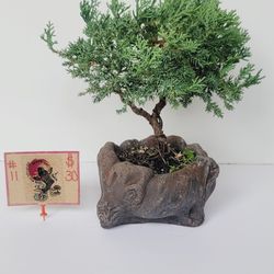 Bonsai Plants 