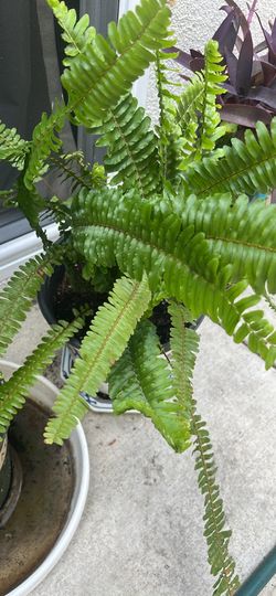 Fern plant for sale