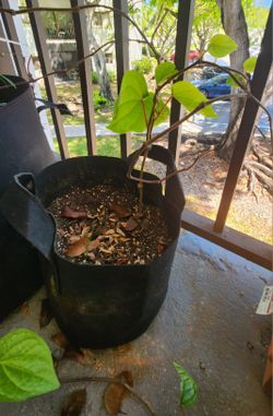 Piper Betal Or Betal Leaf Plant With Grow Bag