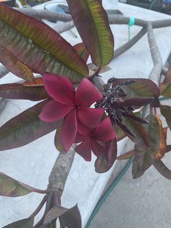 Plumeria Dark Red Hilo cutting 4 foot tall multiple branches. Instant tree