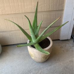 Aloe Vera Plant 