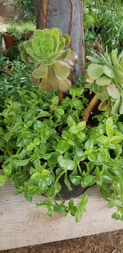 Suculent natural plant