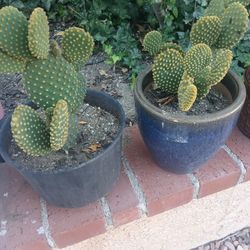 Mini Cactus