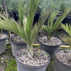 Pseudopheonix Ekmanii