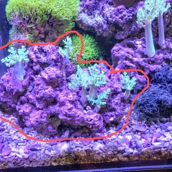 Purple Live Rock With Seven Green Tree / Leather Corals  Saltwater Aquarium Fish Tank Coral