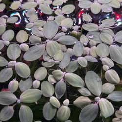 Plants For Fish Tank - Betta Fish Decor 