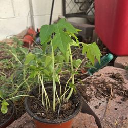Papaya Plant Large Cluster