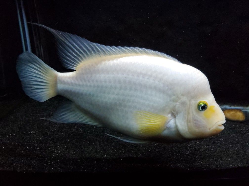 Fish Tank liquidation Sale