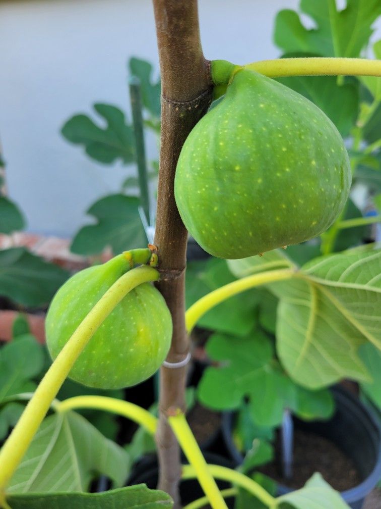 Fig Tree