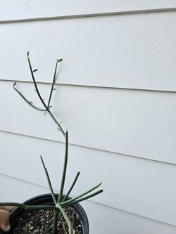 Pencil cactus for sale