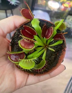 Venus flytrap plant