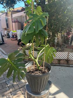 Full Grown Monstera