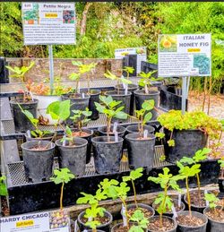 Fig Trees 3 types now just $20