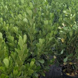 Clusias Only $10. Instant Privacy Hedge For Fence 