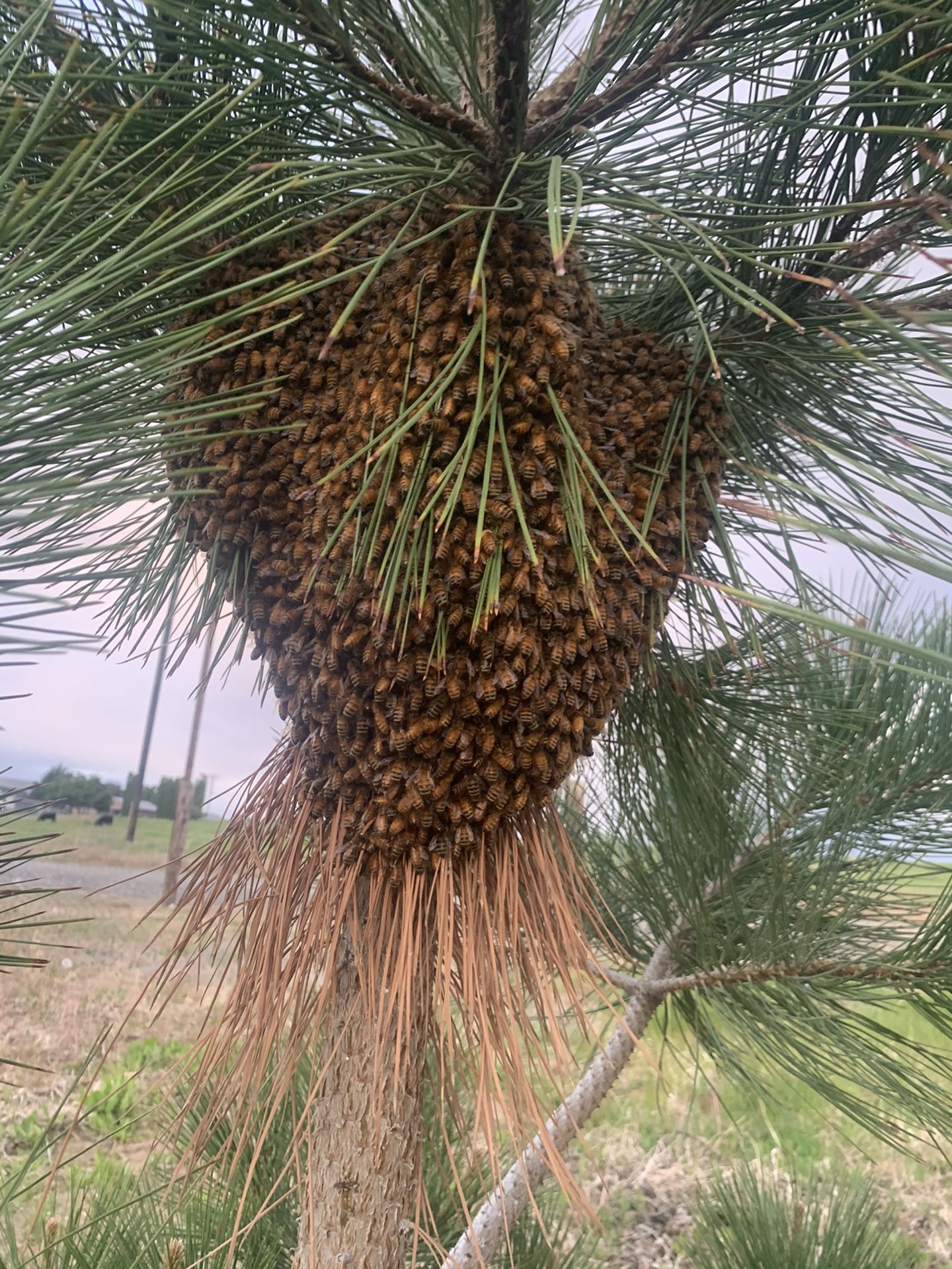 Free bee swarm removal 40 reward