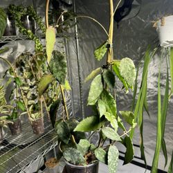 XXL Hoya Caudata Gold 