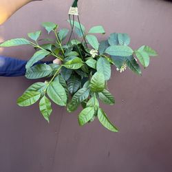 6” xl Hoya Multiflora  blooming w/ a lot of flowers