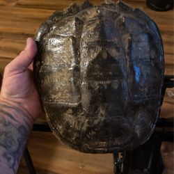 Snapping Turtle Shell