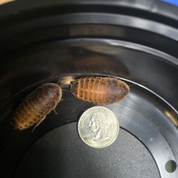 Feeder Roaches