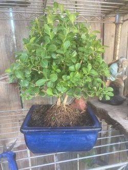 Bonsai boxwood   5 years old twin trunk $55