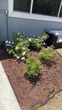 Plants : 5 Iceberg roses in ground