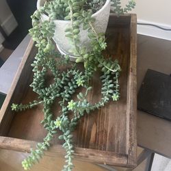 Burros Tail Plant With Planter And Tray Included