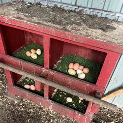 Chickens Nesting Box 