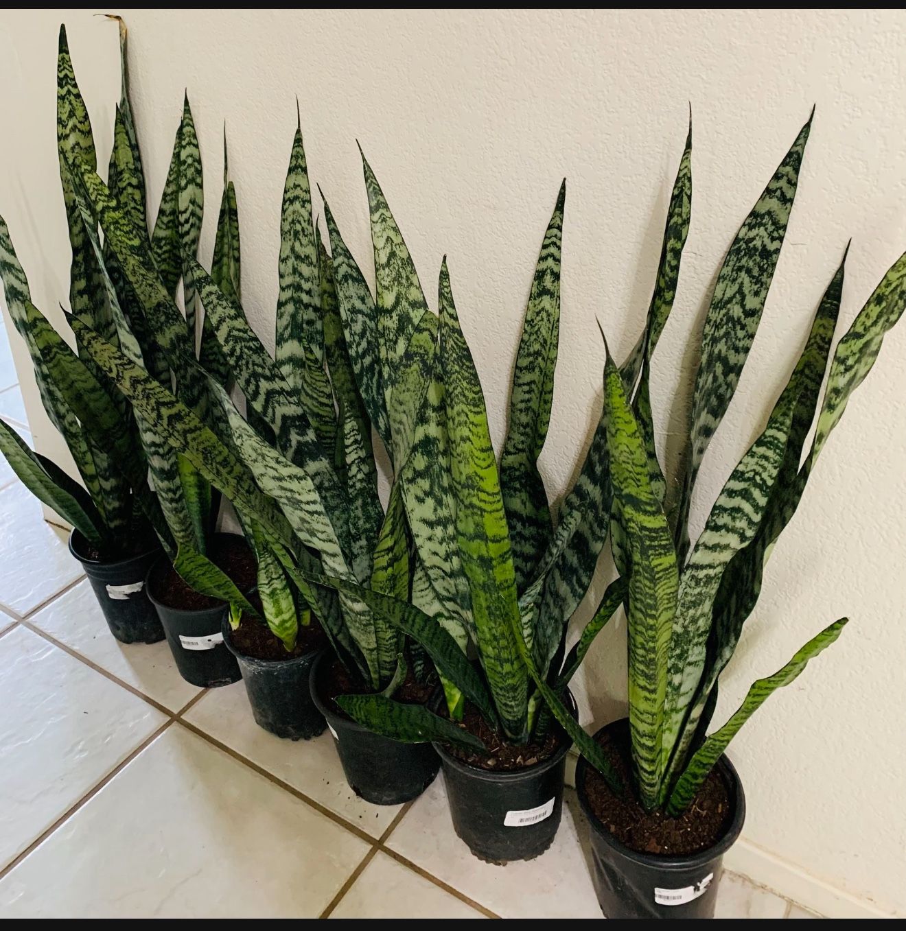 ♥️BEST PLANT ON PLANET♥️Snake Plants In 7” pot 
