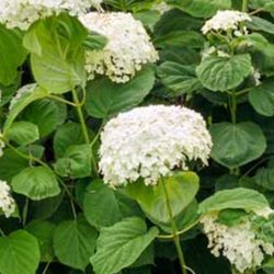 White Hydrangea