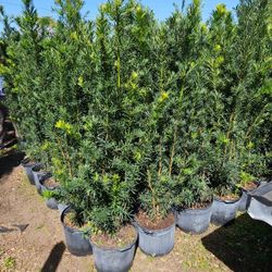 Podocarpus Instant Privacy Hedge For Fence Clearance Orders Over 20 Or More $18