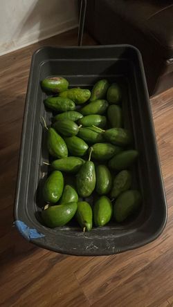 Fresh Green Avocados