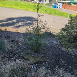 Cedar Trees And Fir Trees