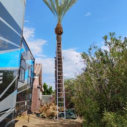 🌴🌴 palmeras🌴y Mas🌴Az🌴