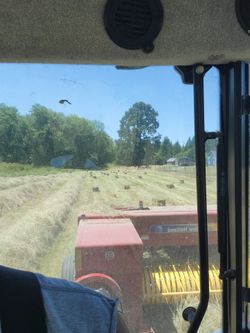Hay bales