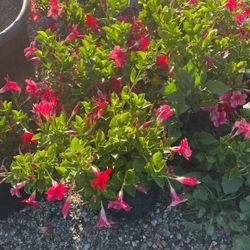 Red Dipladenia Bush