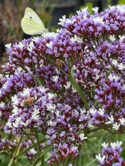 Sea lavender 1 gal