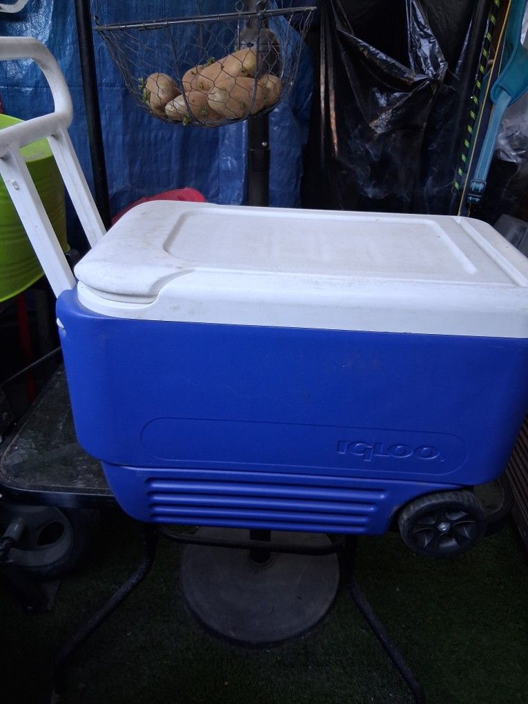Coolers Igloo