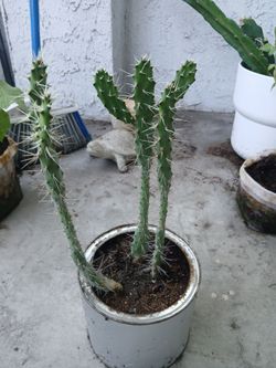☆ Spiny Cactus ☆